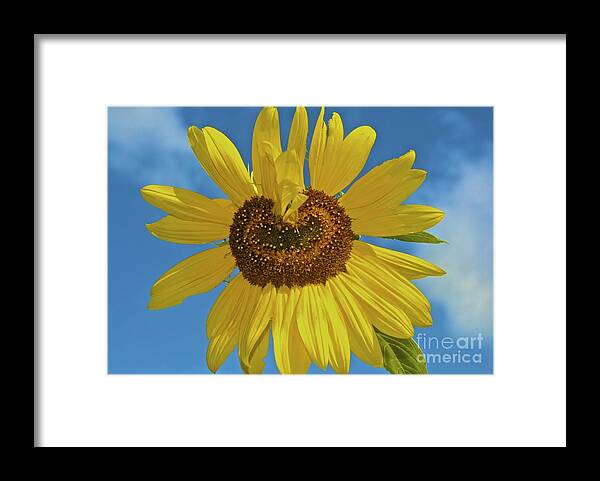  Framed Print featuring the photograph Sunflower Heart by Tracy Rice Frame Of Mind