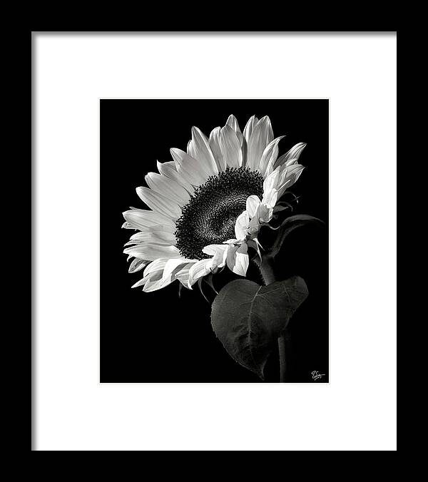 Flower Framed Print featuring the photograph Sunflower in Black and White by Endre Balogh