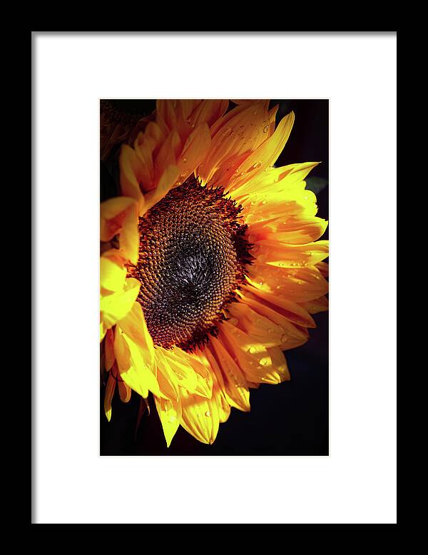 Sunflower Framed Print featuring the photograph Sunflower by Karen Ruhl