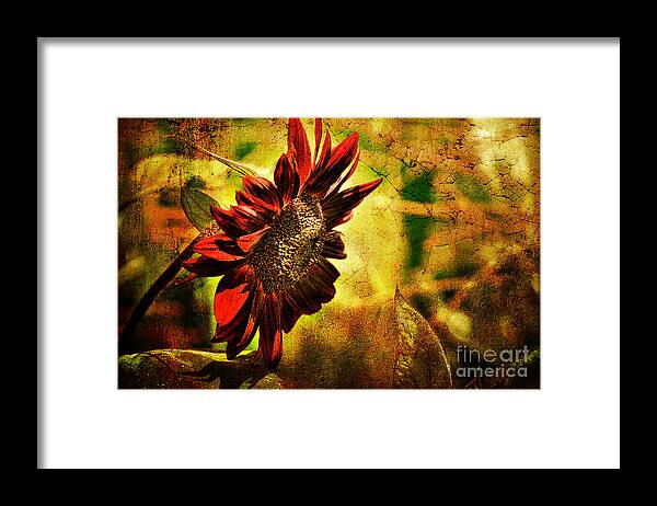 Sunflower Framed Print featuring the photograph Sunflower by Lois Bryan