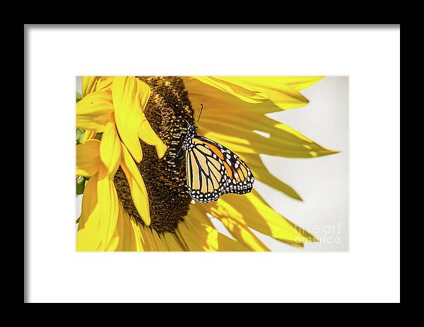 Cheryl Baxter Photography Framed Print featuring the photograph Sunflower Monarch by Cheryl Baxter