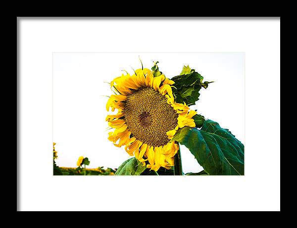 Sunrise Framed Print featuring the photograph Sunflower Morning #1 by Mindy Musick King