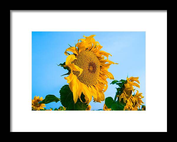 Sunrise Framed Print featuring the photograph Sunflower Morning #2 by Mindy Musick King