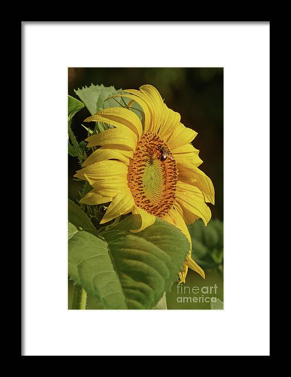 Sunflower Framed Print featuring the photograph SunFlower Morning by Natural Focal Point Photography