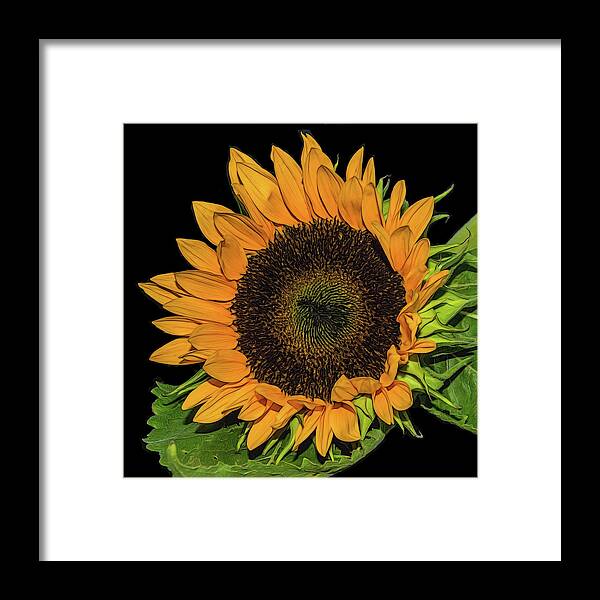 Flower Framed Print featuring the photograph Sunflower On Black by Cathy Kovarik