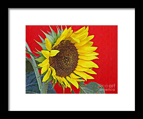 Sunflower Framed Print featuring the photograph Sunflower on Red by Sarah Loft