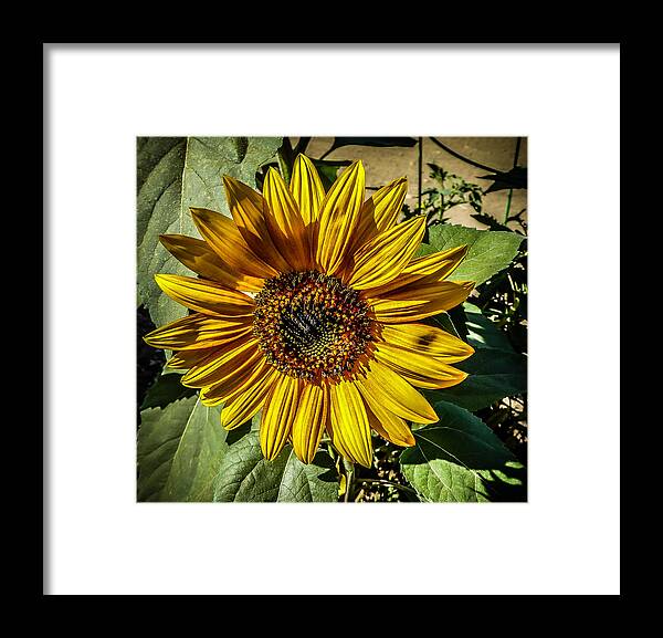 California Framed Print featuring the photograph Sunflower by Pamela Newcomb