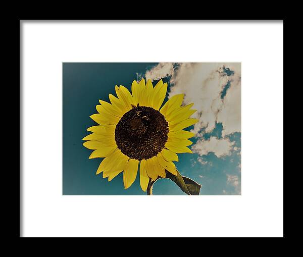 Sun Framed Print featuring the photograph Sunflower by Randy Sylvia