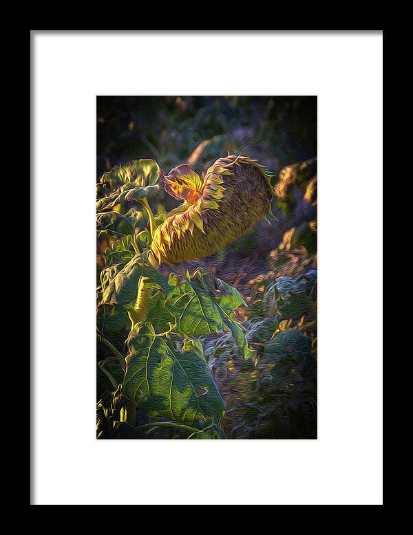 Country Framed Print featuring the painting Sunflower Repose by Michael Gross