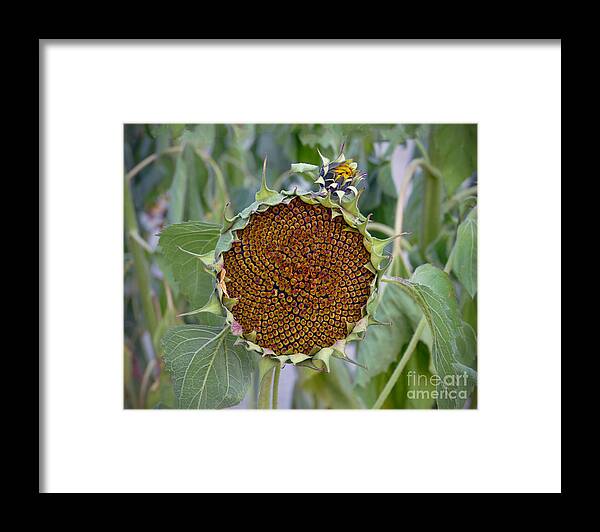 Helianthus Annuus Framed Print featuring the photograph Sunflower Seedhead by Catherine Sherman