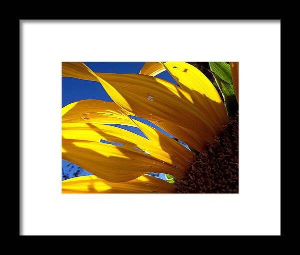 Flowers Framed Print featuring the photograph Sunflower Shadows by Harold Zimmer