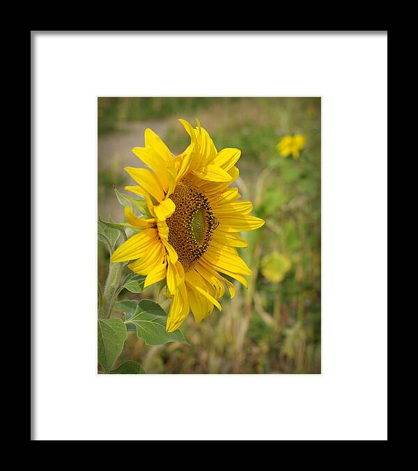 Sunflower Framed Print featuring the photograph Sunflower Show Off by Linda Mishler