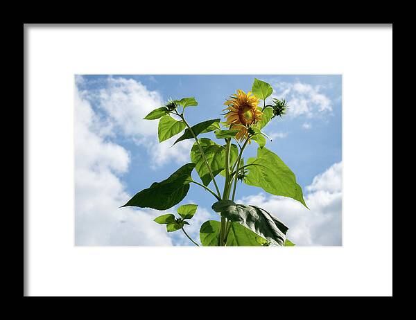 Sunflower Framed Print featuring the photograph Sunflower Sky by Lisa Blake