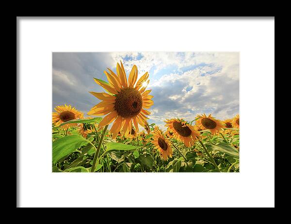 Sunflower Framed Print featuring the photograph Sunflower Star by Rob Davies