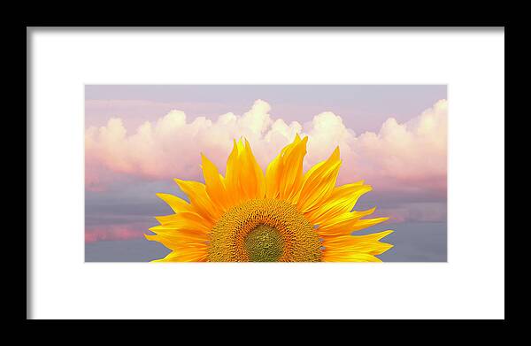 Sunflower Framed Print featuring the photograph Sunflower Sunrise Panoramic by Gill Billington