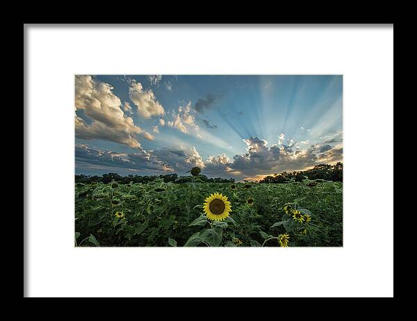 Sunset Framed Print featuring the photograph Sunflower Sunset by Erika Fawcett