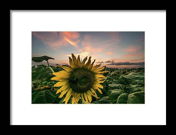 Alabama Framed Print featuring the photograph Sunflower Sunset by James-Allen