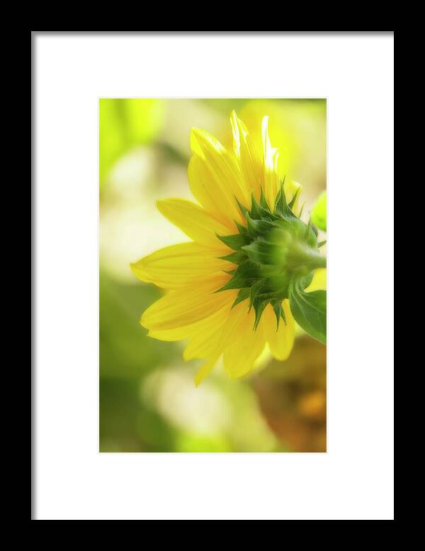 Sunflower Framed Print featuring the digital art Sunflower Sweet by Terry Davis