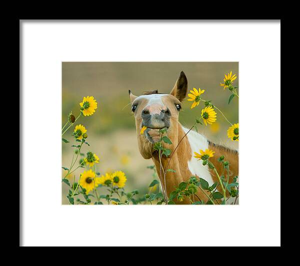Wild Horse Framed Print featuring the photograph Sunflower Thief by Kent Keller