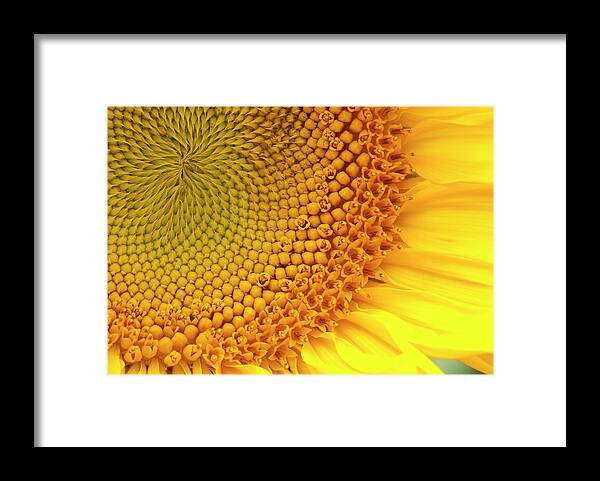 Sunflower Framed Print featuring the photograph Sunflower by Windy Osborn