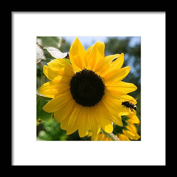 Flower Framed Print featuring the photograph Sunflower with Bee by Dean Triolo