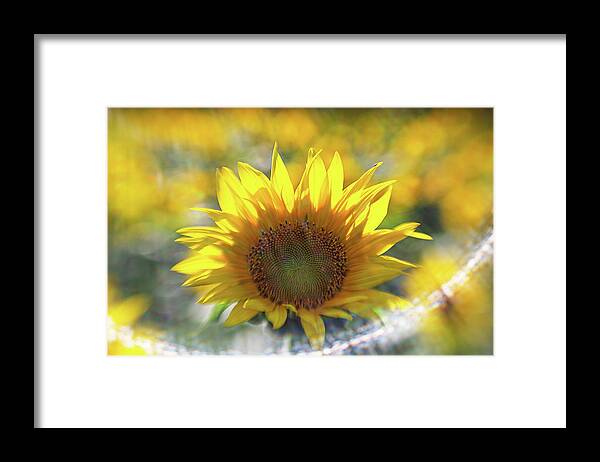 Flower Framed Print featuring the photograph Sunflower with Lens Flare by Natalie Rotman Cote