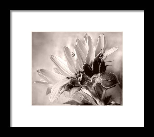 Sunflowers Framed Print featuring the photograph Sunflower with Spider by Louise Kumpf