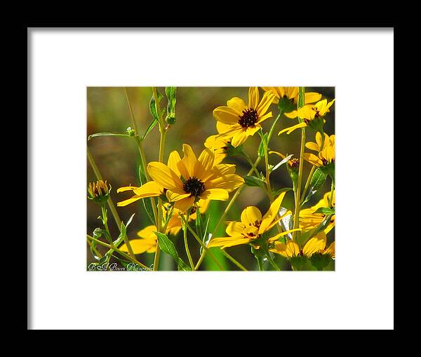 Sunflowers Framed Print featuring the photograph Sunflowers along the trail by Barbara Bowen