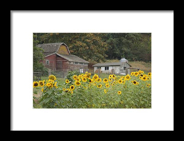Barn Framed Print featuring the photograph Sunflowers and Barn by Kevin Oke