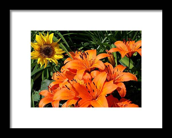 Sunflower Framed Print featuring the photograph Sunflowers and Lillies by Lois Lepisto