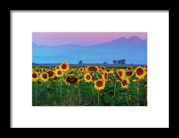 Berthoud Framed Print featuring the photograph Sunflowers At Dawn by John De Bord