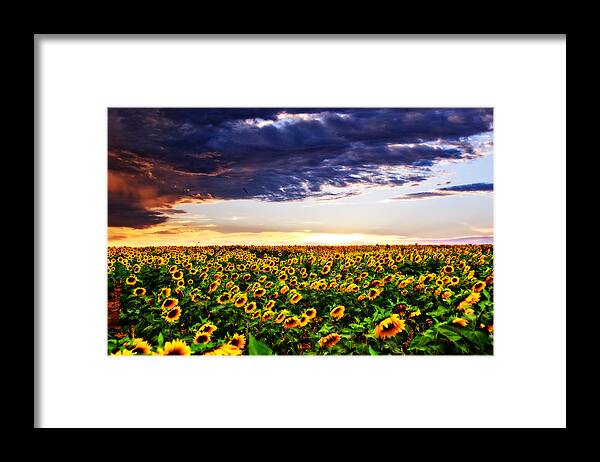 Clouds Framed Print featuring the photograph Sunflowers at Sunset by Eric Benjamin