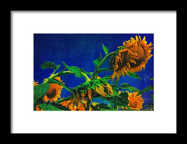 Sunflower Framed Print featuring the photograph Sunflowers Awakening by Anna Louise