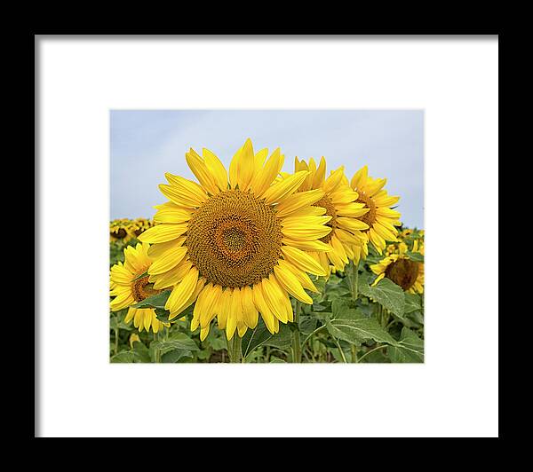 Sunflower Framed Print featuring the photograph Sunflowers by Deborah Ritch