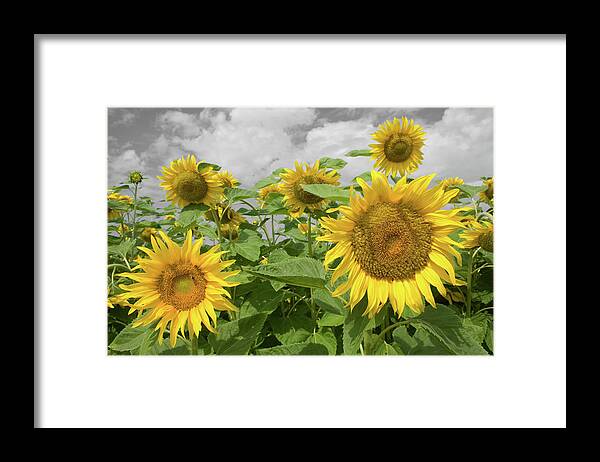 Sunflowers I Framed Print featuring the photograph Sunflowers I by Dylan Punke