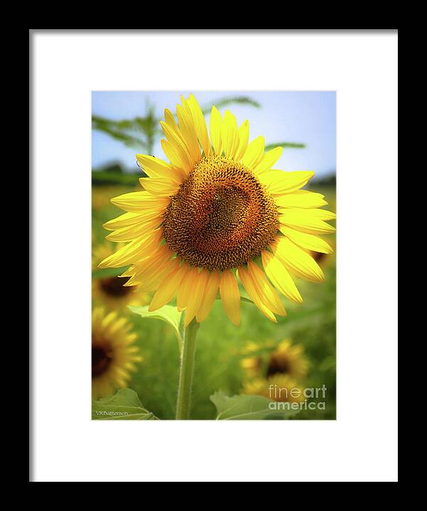 Sunflowers Framed Print featuring the photograph Sunflowers in Memphis II by Veronica Batterson