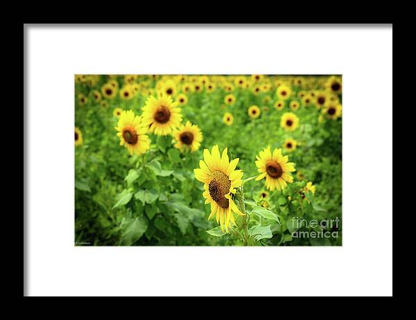 Sunflowers Framed Print featuring the photograph Sunflowers in Memphis IV by Veronica Batterson