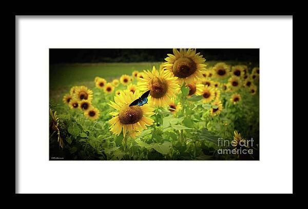 Sunflowers Framed Print featuring the photograph Sunflowers in Memphis by Veronica Batterson