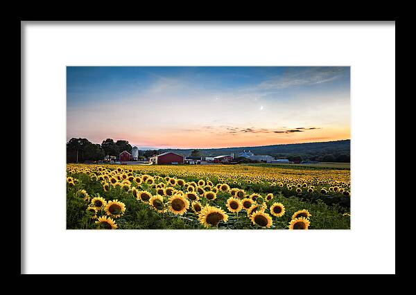 Brodhecker Farm Framed Print featuring the photograph Sunflowers, moon and stars by Eduard Moldoveanu