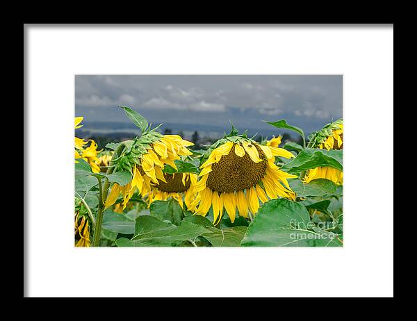 Michelle Meenawong Framed Print featuring the photograph Sunflowers On A Rainy Day by Michelle Meenawong