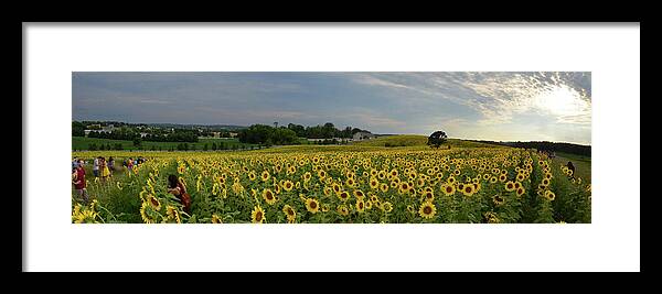 Sunflowers Framed Print featuring the photograph Sunflowers, People, And Pictures 2 by Janice Adomeit