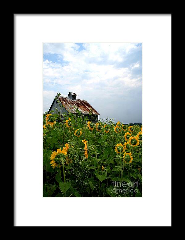 Sunflowers Framed Print featuring the photograph Sunflowers Rt 6 by Paula Guttilla