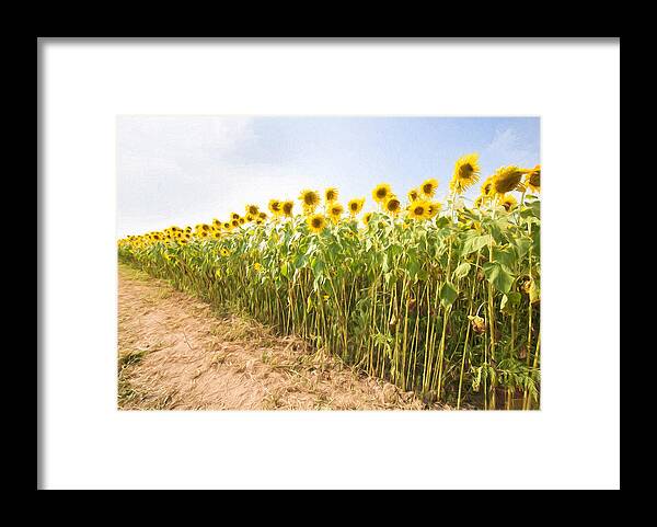Sunflowers Framed Print featuring the photograph Sunflowers to Infinity by Natalie Rotman Cote