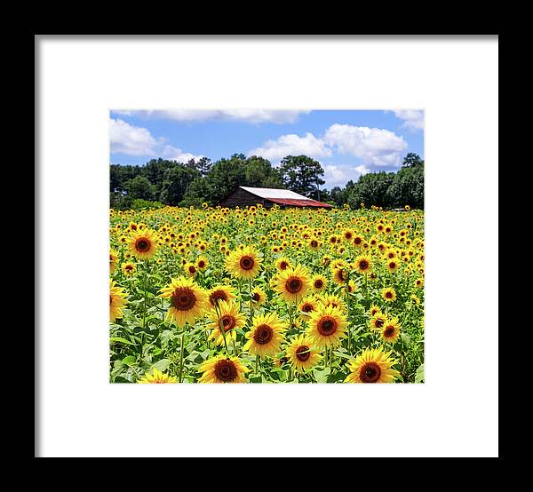 Agriculture Framed Print featuring the photograph Sunflowers with Barn in Distance by Darryl Brooks