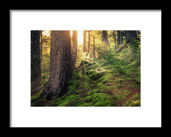 Bay Of Fundy Framed Print featuring the photograph Sunlight in the Forest by Tracy Munson