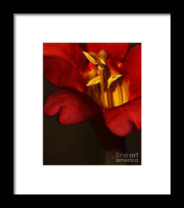 Flower Framed Print featuring the photograph Sunlit Attraction by Linda Shafer