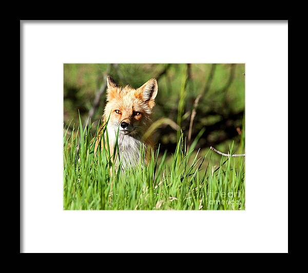 Red Fox Portrait Framed Print featuring the photograph Sunlit Face by Jim Garrison