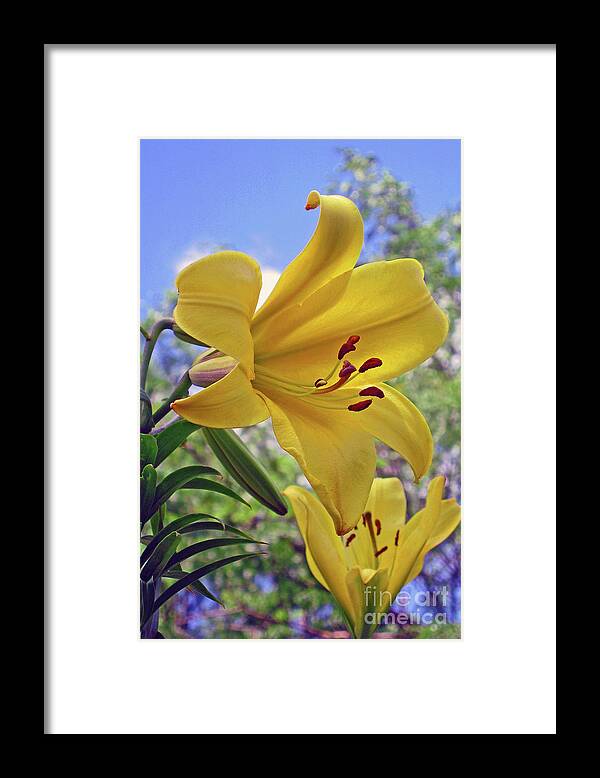 Nieves Nitta Framed Print featuring the photograph Sunlit Lilies by Nieves Nitta