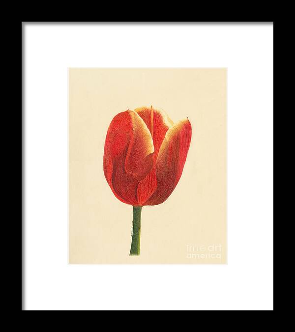 Tulip Framed Print featuring the drawing Sunlit Tulip by Phyllis Howard