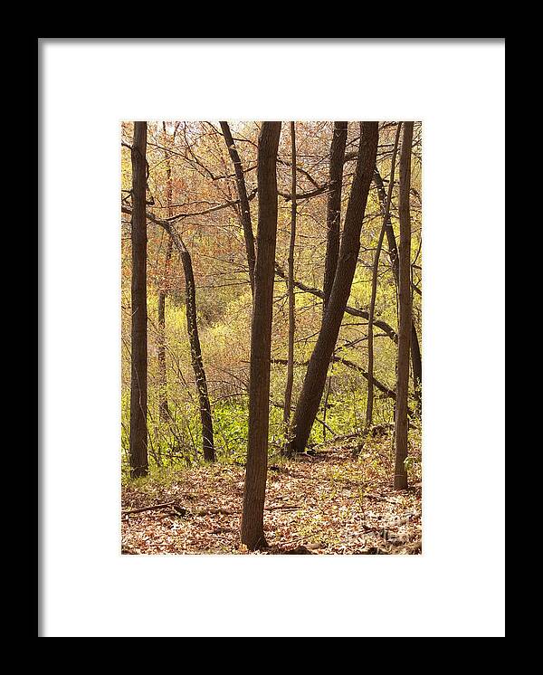 Spring Framed Print featuring the photograph Sunlit Woods by Ann Horn